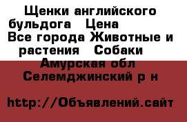 Щенки английского бульдога › Цена ­ 40 000 - Все города Животные и растения » Собаки   . Амурская обл.,Селемджинский р-н